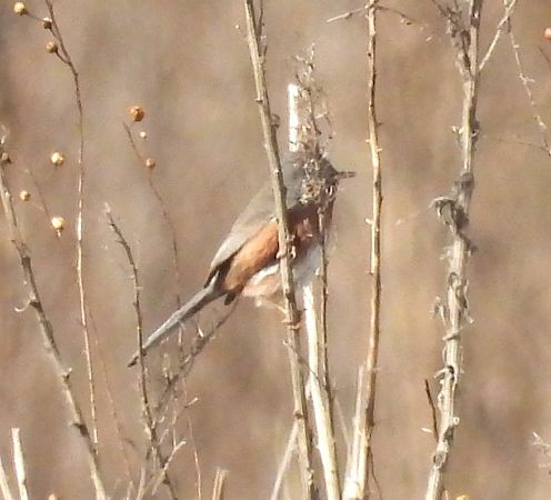 Tallareta cuallarga  - Antoni Mariné