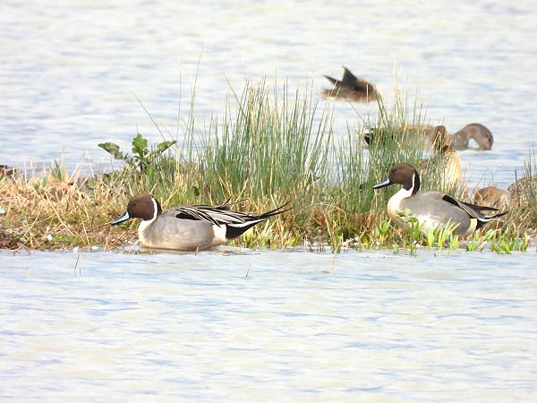 Ánade Rabudo  - Antoni Mariné