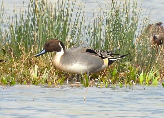 Ànec cuallarg  - Antoni Mariné