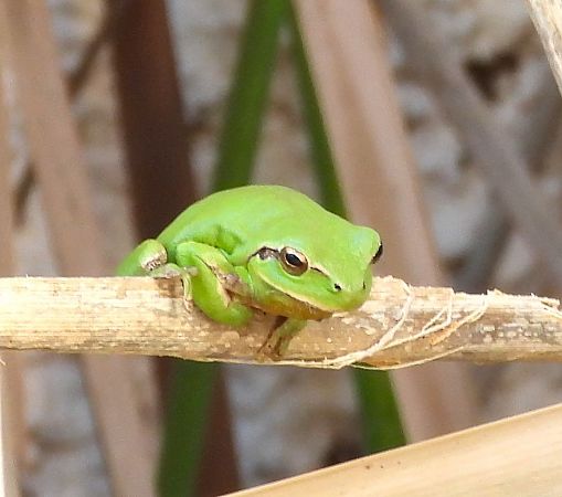 Reineta meridional  - Antoni Mariné