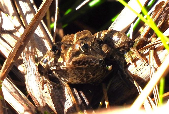 Grenouille de Perez  - Antoni Mariné