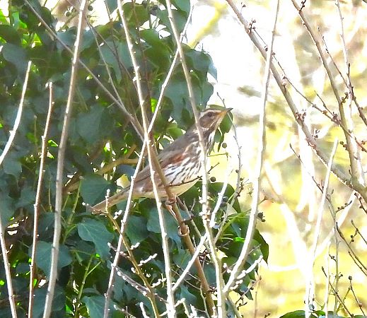 Tord ala-roig  - Antoni Mariné