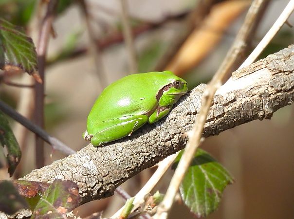 Reineta meridional  - Antoni Mariné