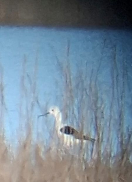 Cames llargues  - Xon Vilahur Godoy