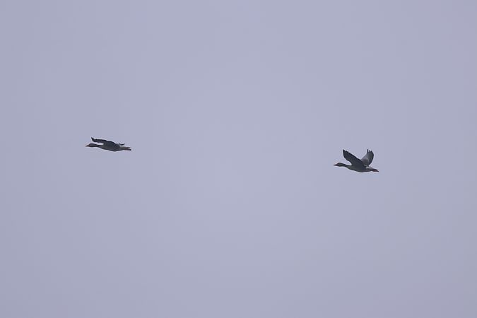 Oca vulgar  - Jaume Albaigès