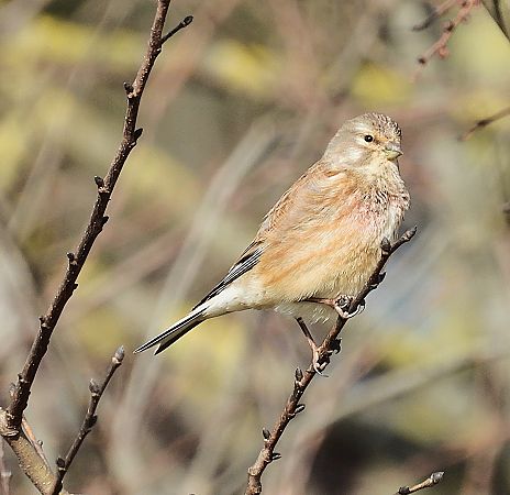 Passerell comú  - Joan Safont