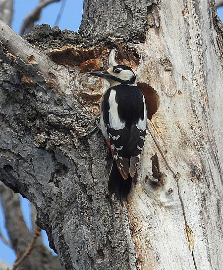 Picot garser gros  - Joan Safont