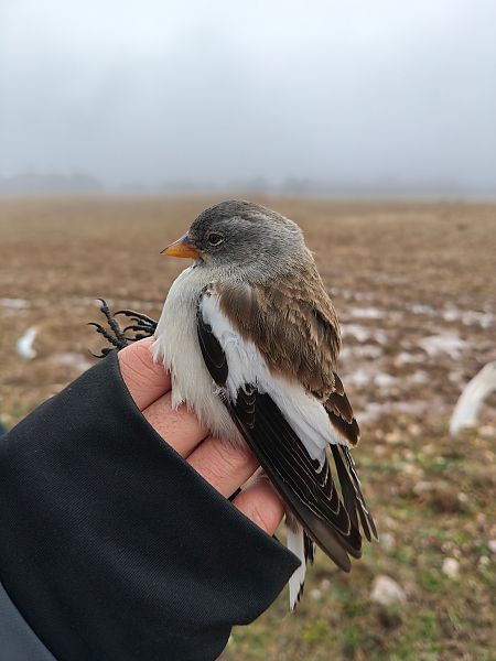 Pardal d'ala blanca  - Enric Bringués