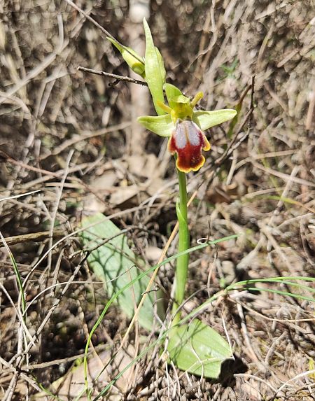 Ophrys bilunulata  - Enric Bringués