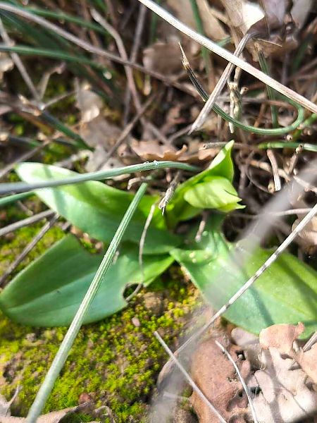 Ophrys forestieri  - Enric Bringués