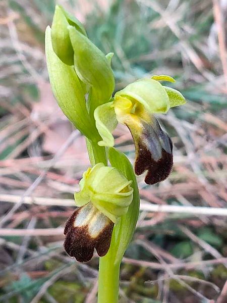 Ophrys forestieri  - Enric Bringués