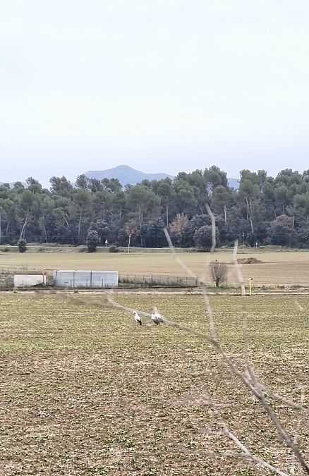 Cigonya blanca  - Emma Duran