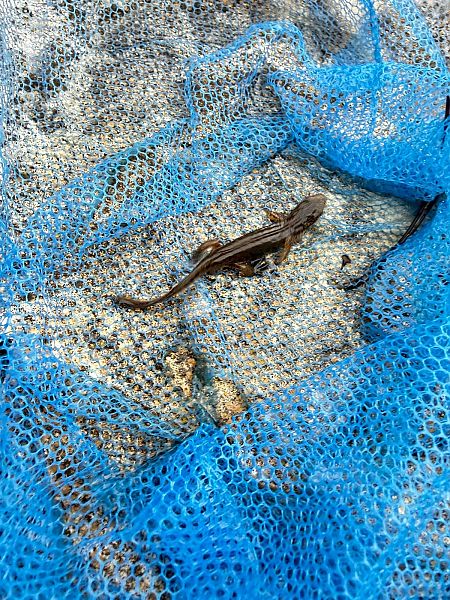 Tritó palmat  - Mònika López García