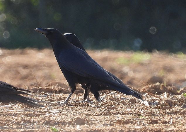 Cornella negra  - Eulàlia Maspons