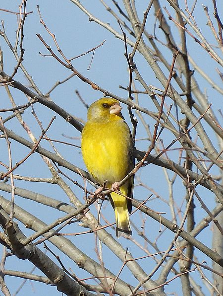 Verdum  - Eulàlia Maspons