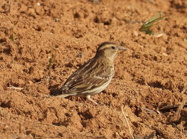 Pardal roquer  - Eulàlia Maspons