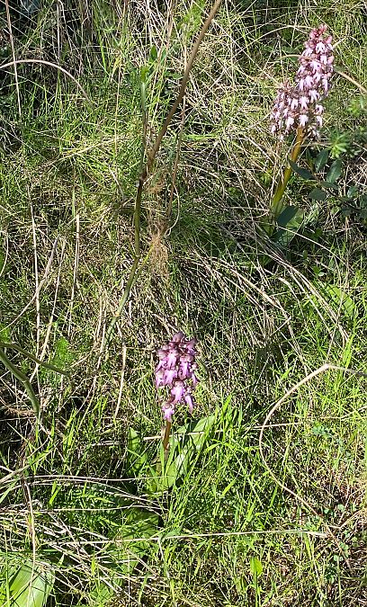 Himantoglossum robertianum  - Xavier Alamany