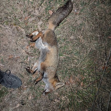 Guineu, guilla  - Josep Fortuny