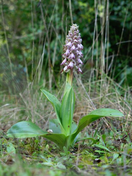 Himantoglossum robertianum  - Ramon Calvet i Falgueras