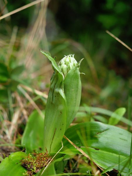 Himantoglossum robertianum  - Ramon Calvet i Falgueras