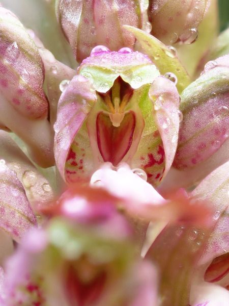 Himantoglossum robertianum  - Ramon Calvet i Falgueras