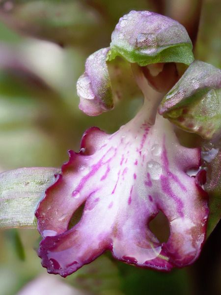 Himantoglossum robertianum  - Ramon Calvet i Falgueras