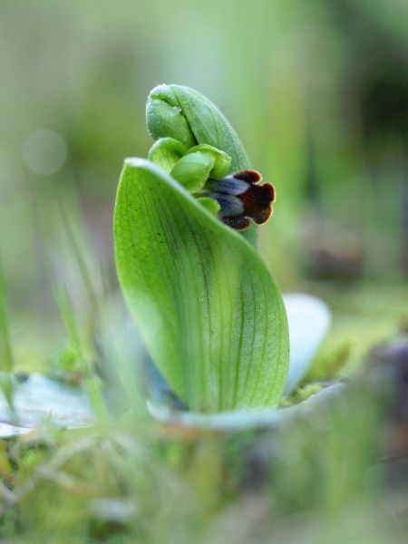 Ophrys forestieri  - Ramon Calvet i Falgueras