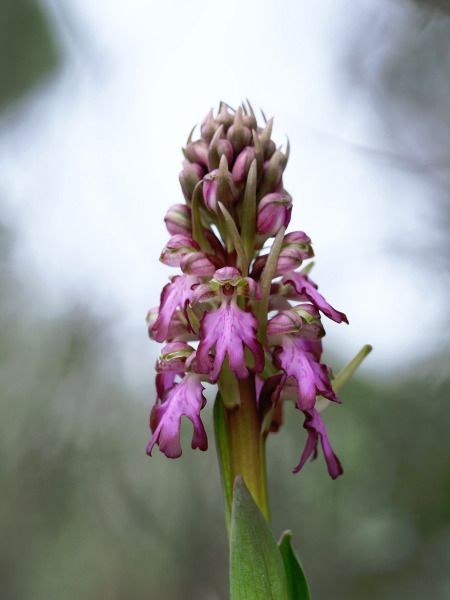 Himantoglossum robertianum  - Ramon Calvet i Falgueras