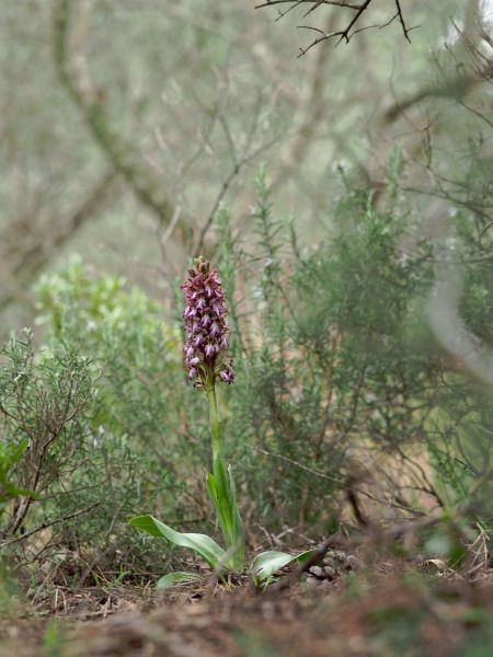 Himantoglossum robertianum  - Ramon Calvet i Falgueras