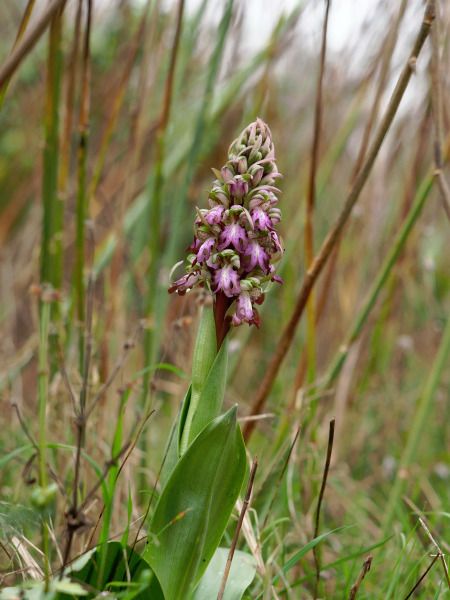 Himantoglossum robertianum  - Ramon Calvet i Falgueras