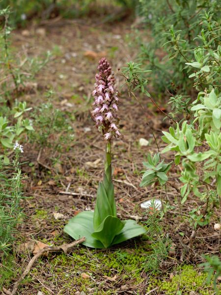 Himantoglossum robertianum  - Ramon Calvet i Falgueras