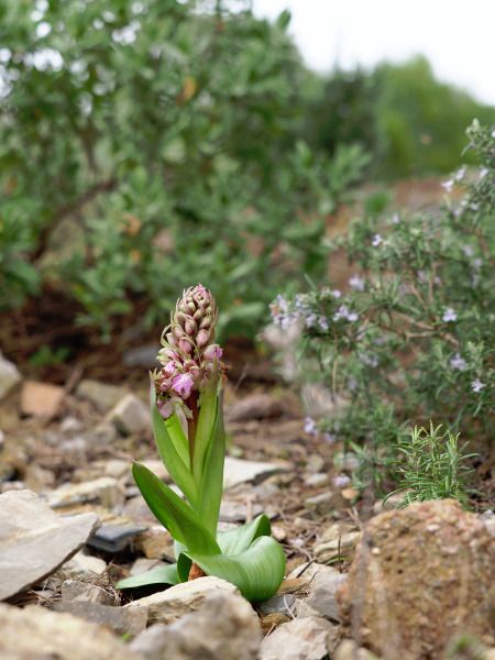 Himantoglossum robertianum  - Ramon Calvet i Falgueras