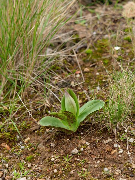 Himantoglossum robertianum  - Ramon Calvet i Falgueras