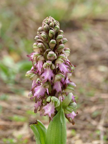 Himantoglossum robertianum  - Ramon Calvet i Falgueras