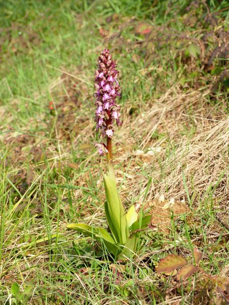 Himantoglossum robertianum  - Ramon Calvet i Falgueras