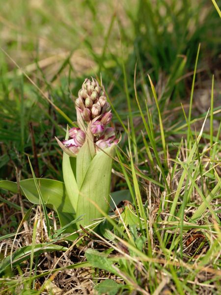 Himantoglossum robertianum  - Ramon Calvet i Falgueras