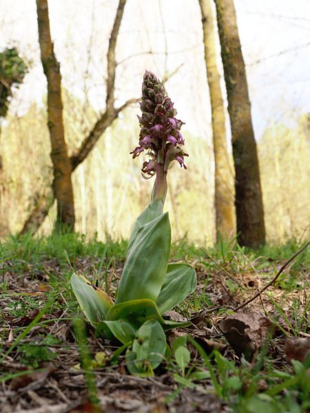 Himantoglossum robertianum  - Ramon Calvet i Falgueras