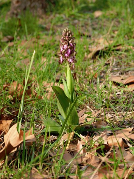 Himantoglossum robertianum  - Ramon Calvet i Falgueras