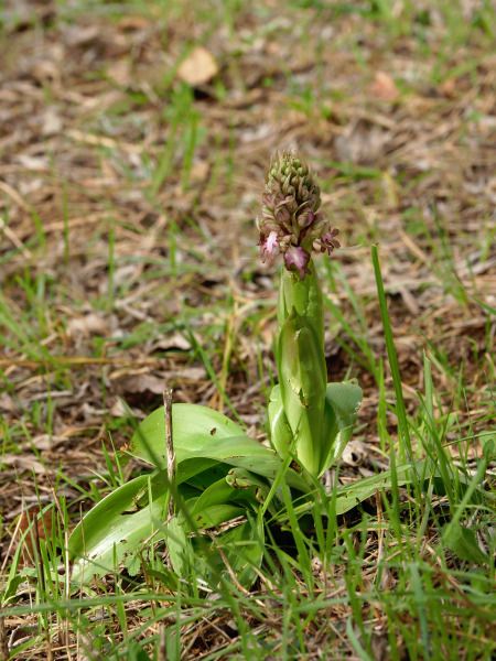 Himantoglossum robertianum  - Ramon Calvet i Falgueras