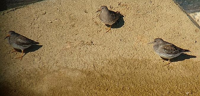 Territ fosc  - Josep Lluís Cortés Montesinos