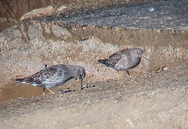Correlimos Oscuro  - Josep Lluís Cortés Montesinos