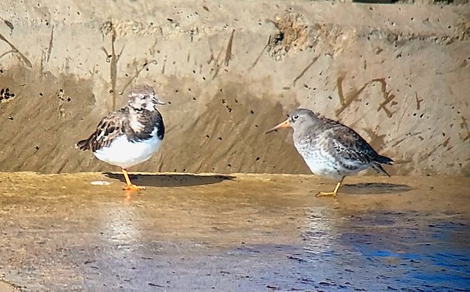 Territ fosc  - Josep Lluís Cortés Montesinos
