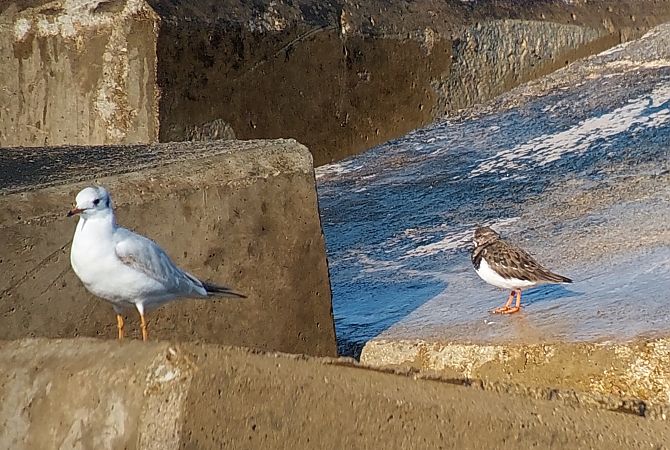 Remena-rocs  - Josep Lluís Cortés Montesinos