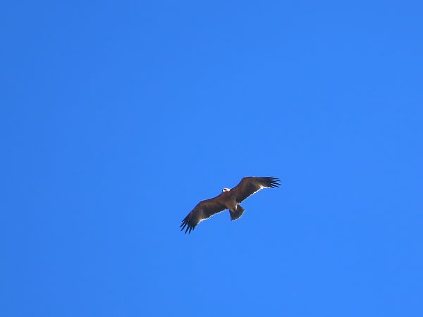 Àguila imperial ibèrica  - Pablo Pascual