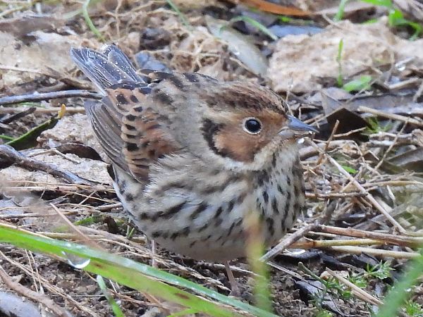 Repicatalons petit  - Francesc Rivero