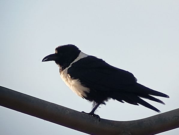 Corb de pit blanc  - Joan Ventura