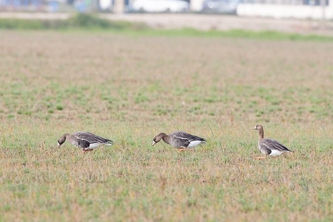 Oca riallera grossa  - Miquel Casas