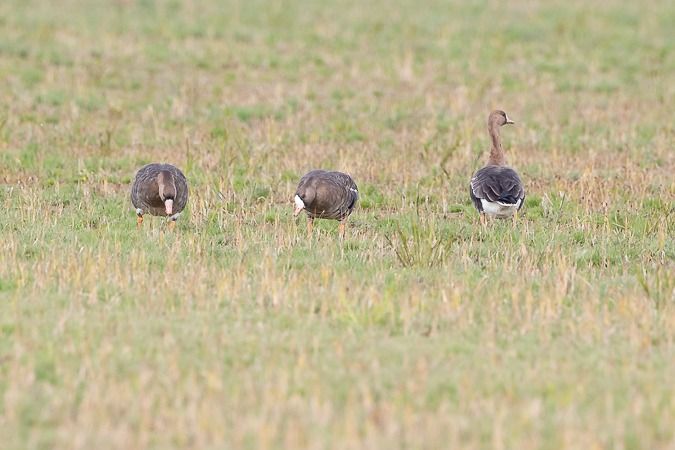 Oca riallera grossa  - Miquel Casas