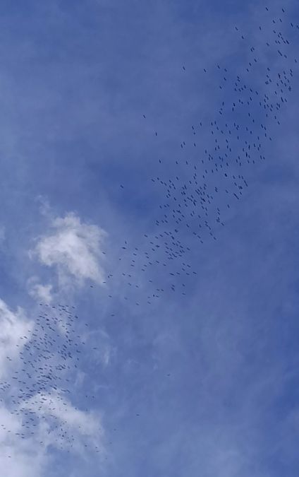 Cigonya blanca  - Bernat Dalmau