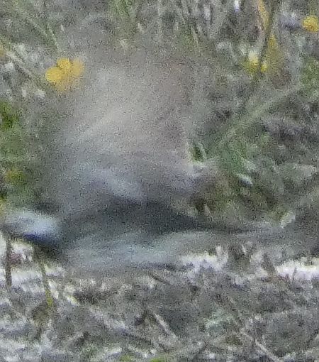 Cuereta blanca endolada  - Artur Morales Mombiela